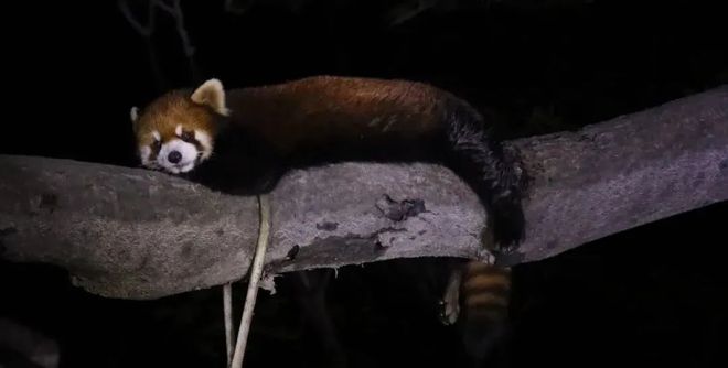 九游体育：早安长宁丨上海国际体操中心项目迎来关键性进展！(图6)