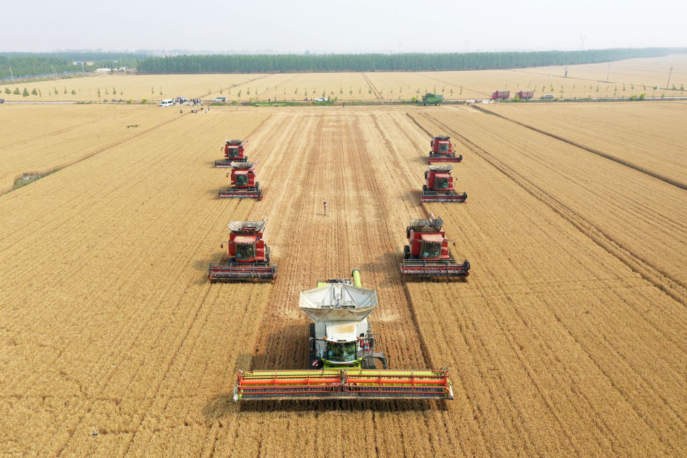 “三夏”生产一线观察｜田间好“丰”景 夏收正当时(图2)