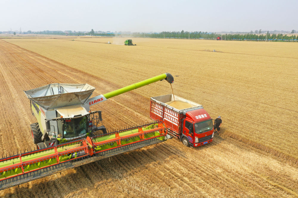 “三夏”生产一线观察｜田间好“丰”景 夏收正当时(图3)